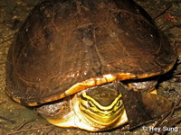 Cuora amboinensis