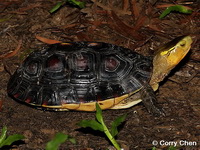Cuora flavomarginata