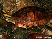 Cuora trifasciata