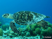 Eretmochelys imbricata