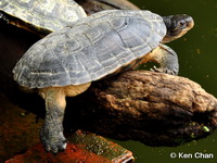 Mauremys mutica