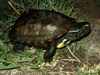 Mauremys reevesii