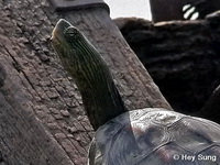 Ocadia sinensis