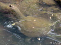 Pelodiscus sinensis