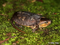 Platysternon megacephalum