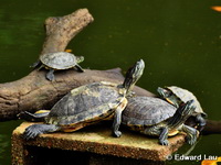 Trachemys scripta elegans