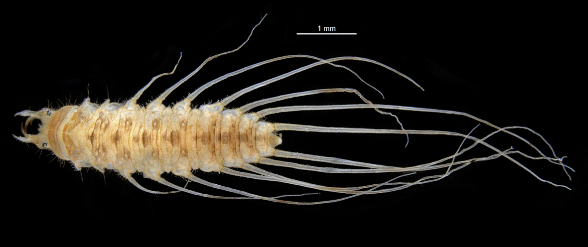 Fullvie in dorsal view