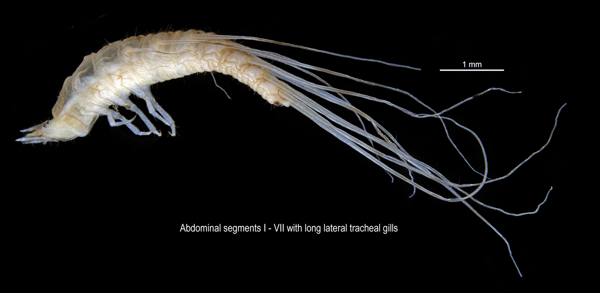 Fullview in lateral view