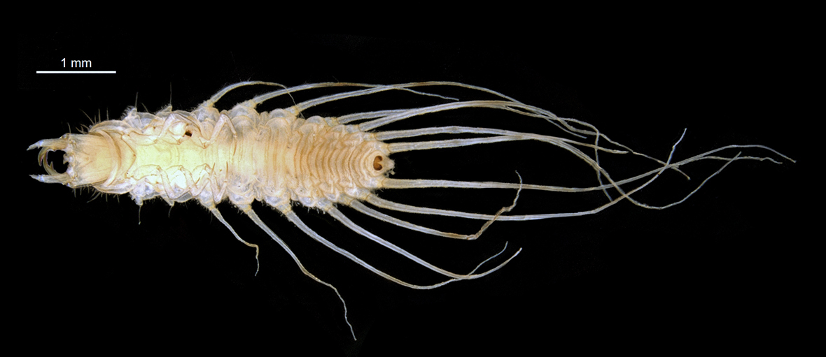 Fullview in ventral view