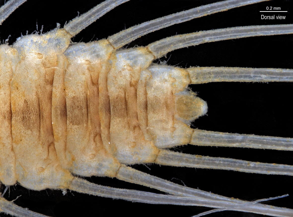 Abdomen in dorsal view