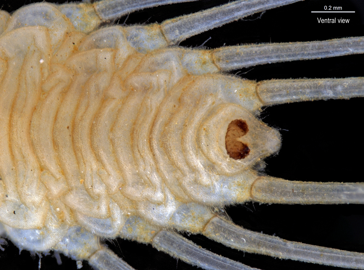 Abdomen in ventral view