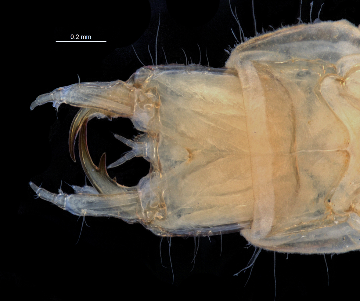 Head in ventral view