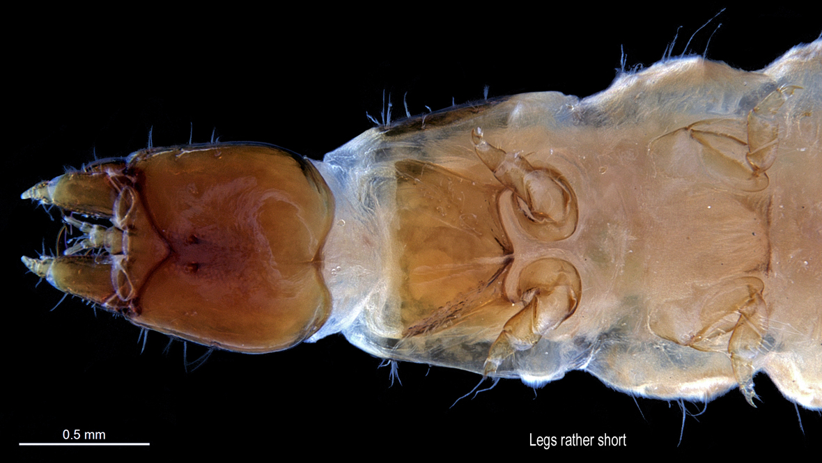 Head in ventral view