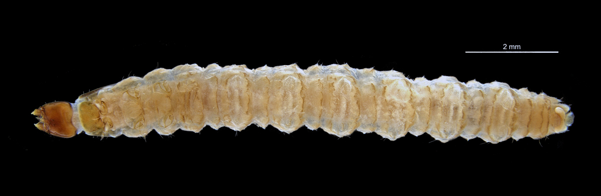 Fullview in ventral view