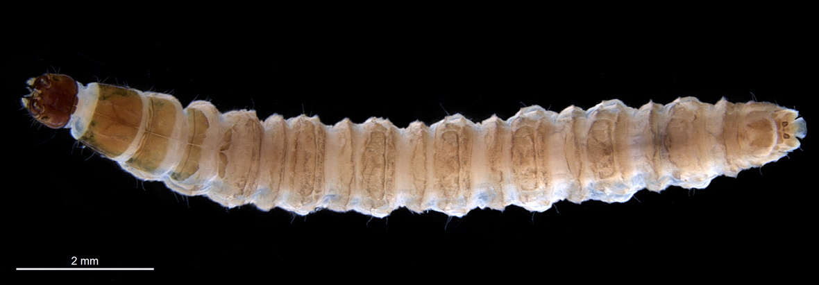 Fullview in dorsal view