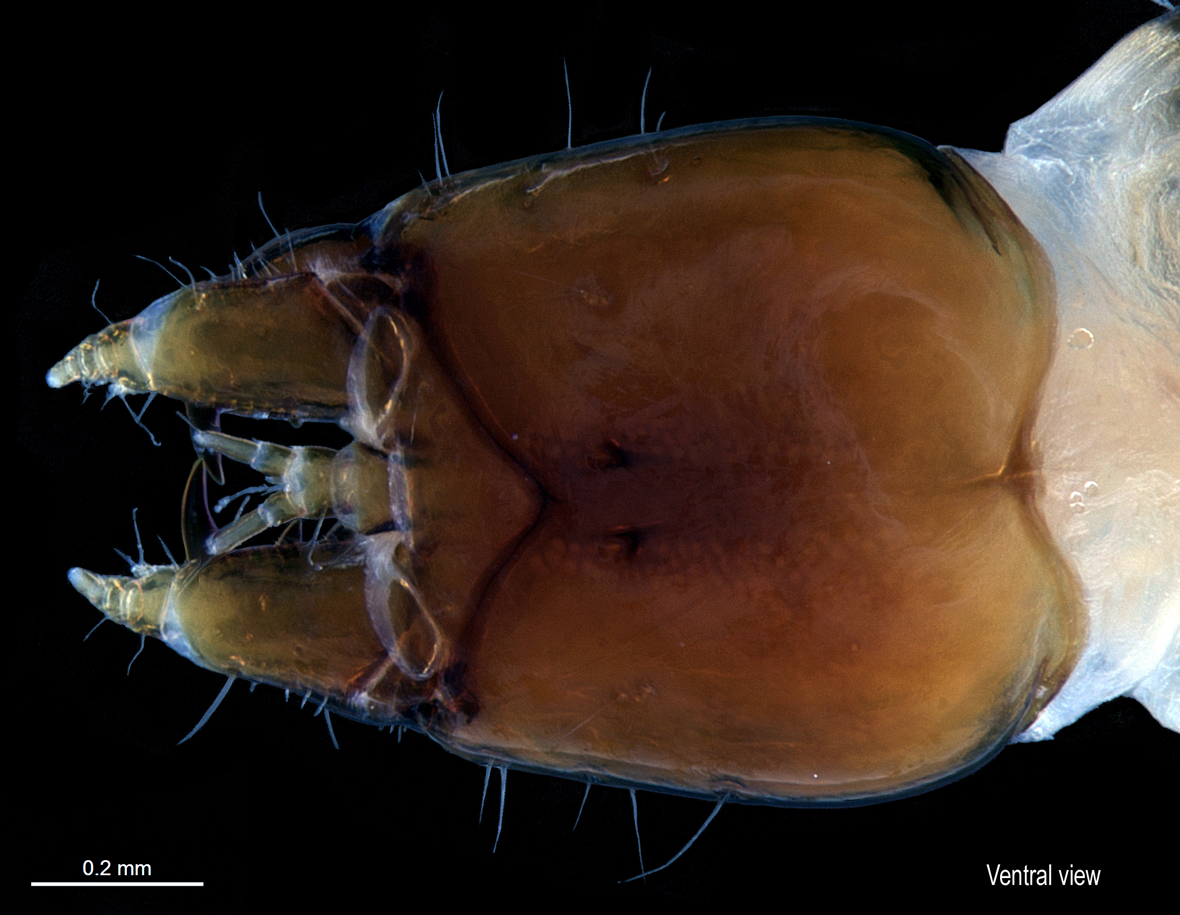Head in ventral view