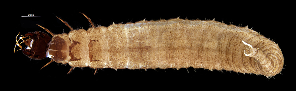 Fullview in dorsal view