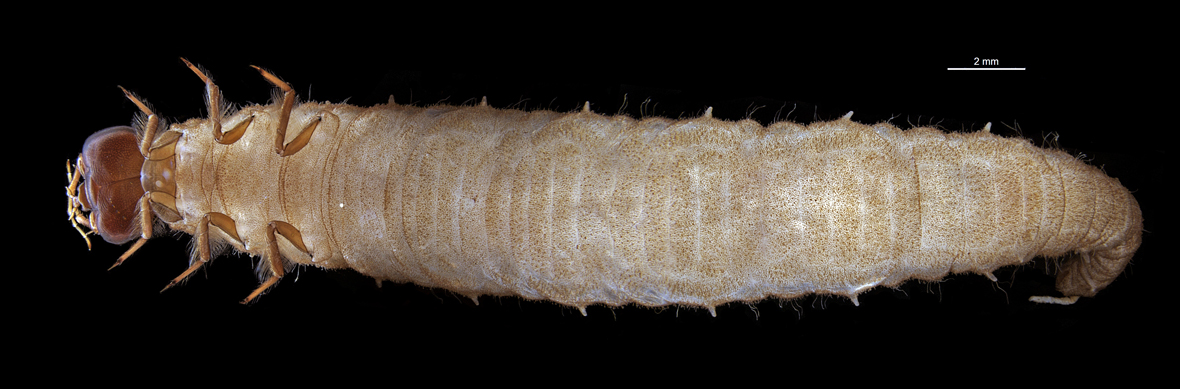 Fullview in ventral view