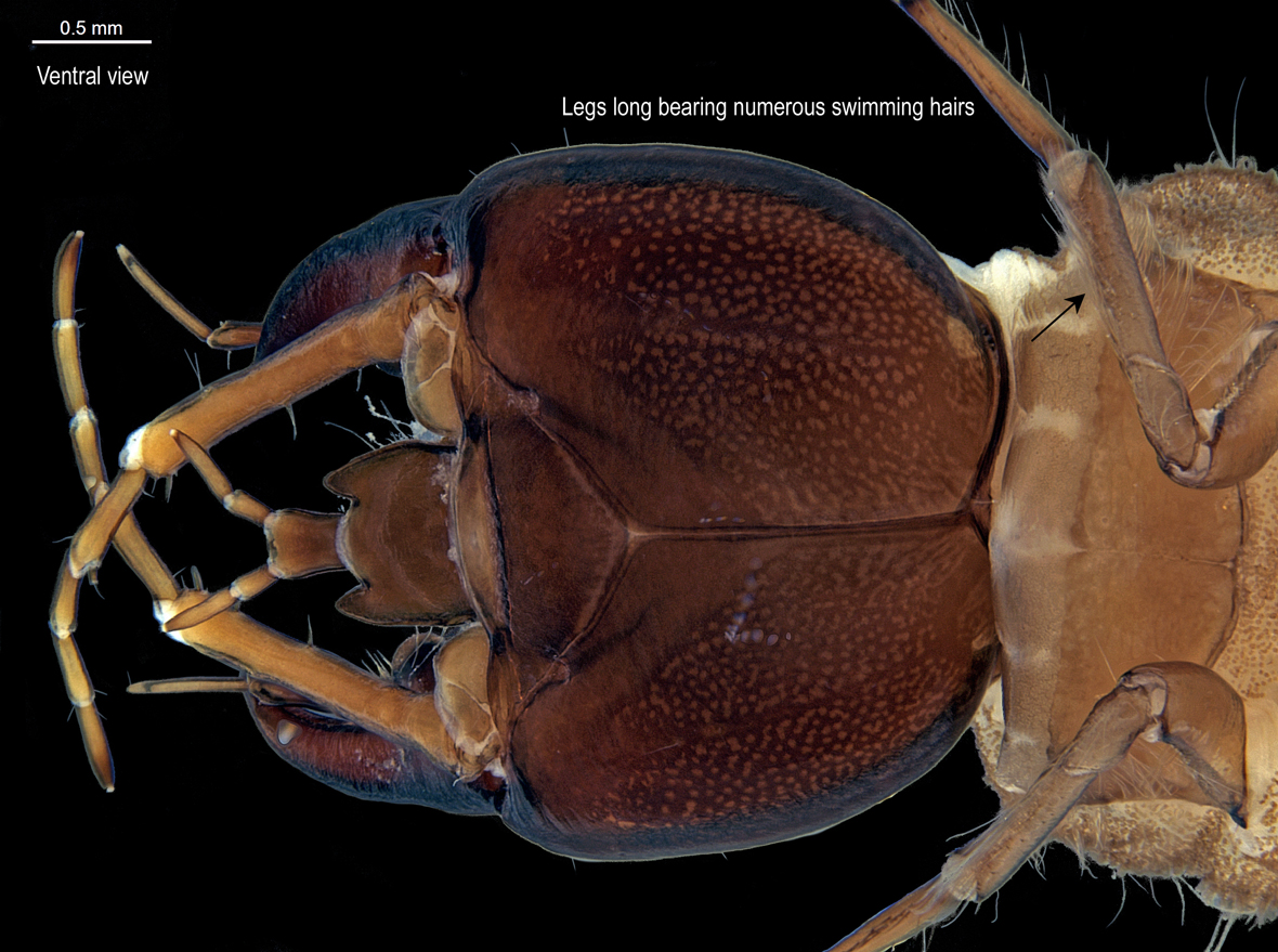 Head in ventral view