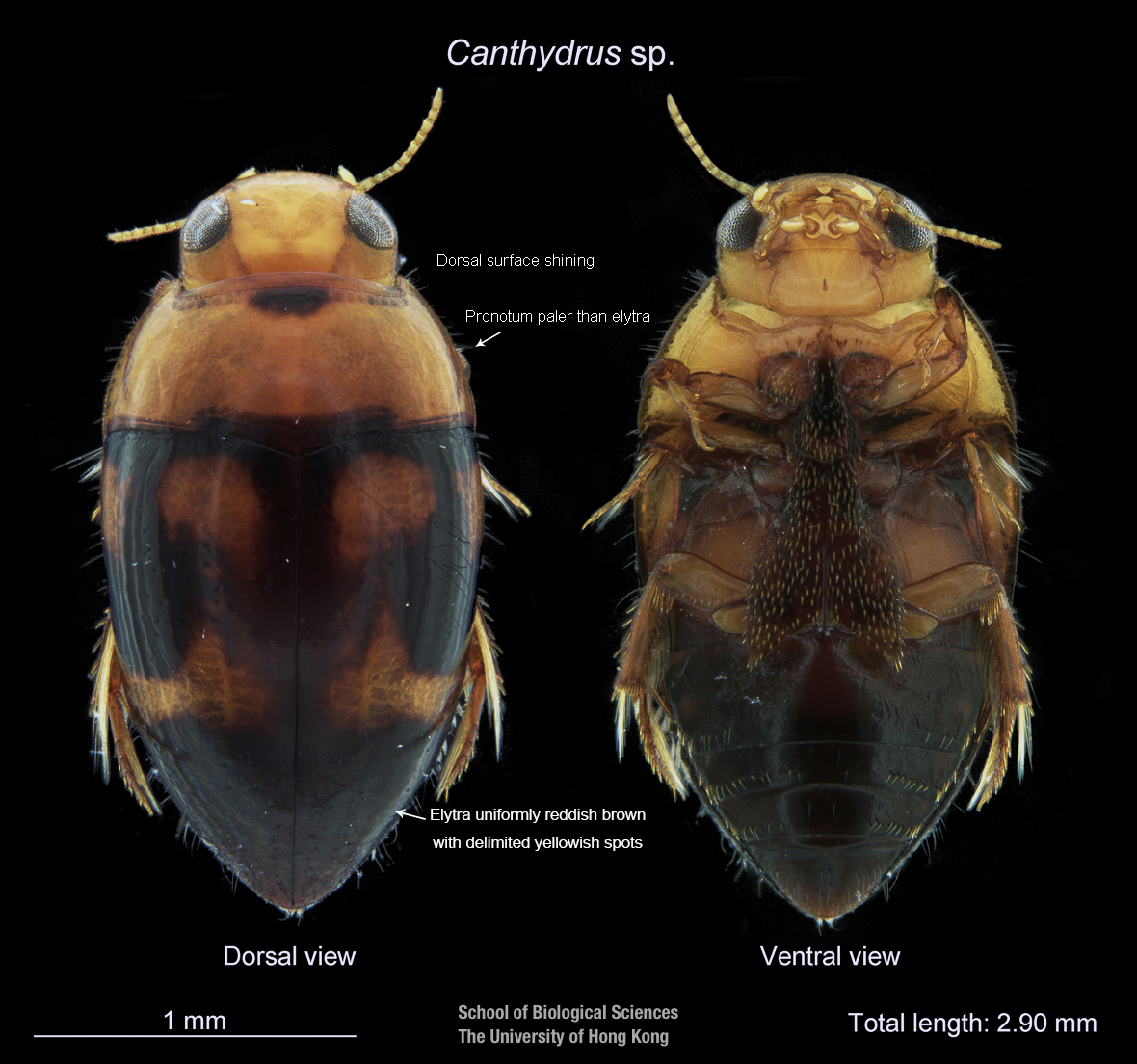 Neocarus spelaion sp. n. (Female): A Lateral view of chelicerae B