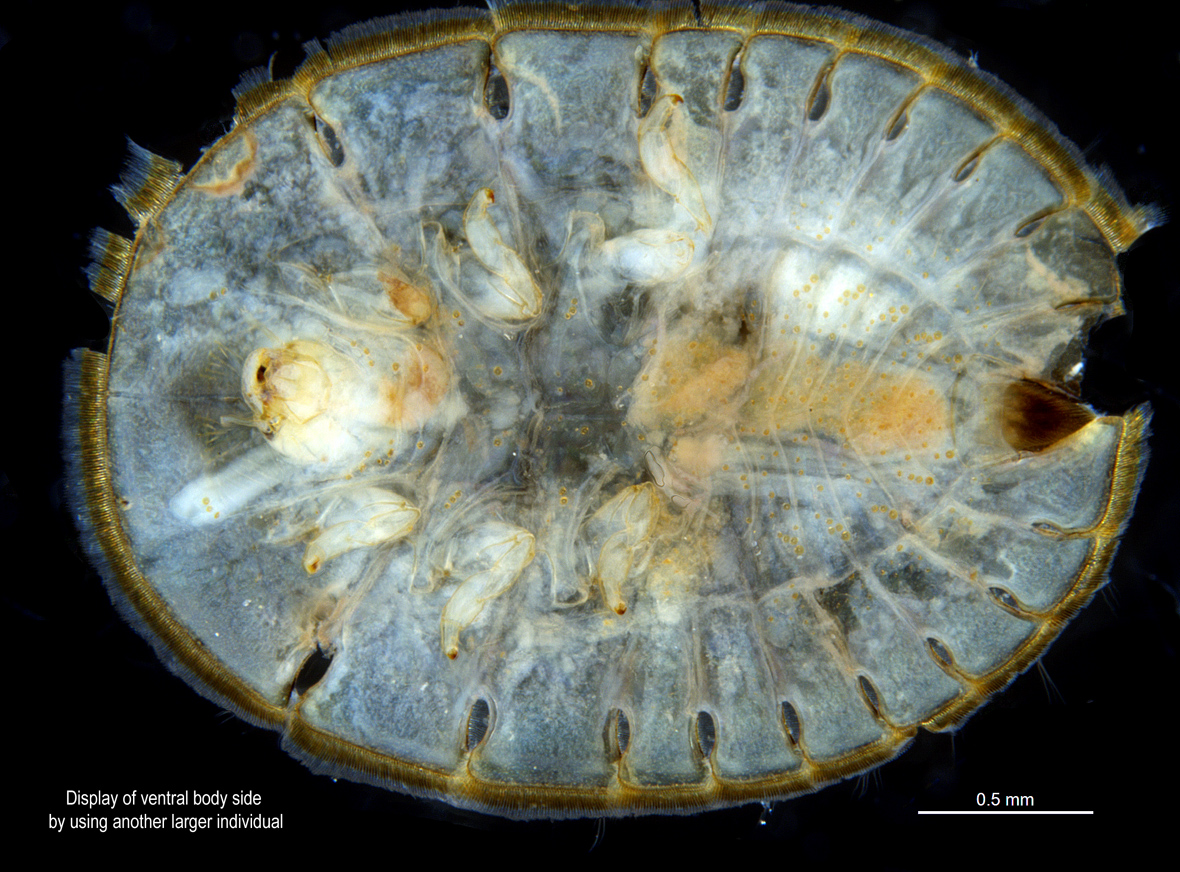 Ventral view