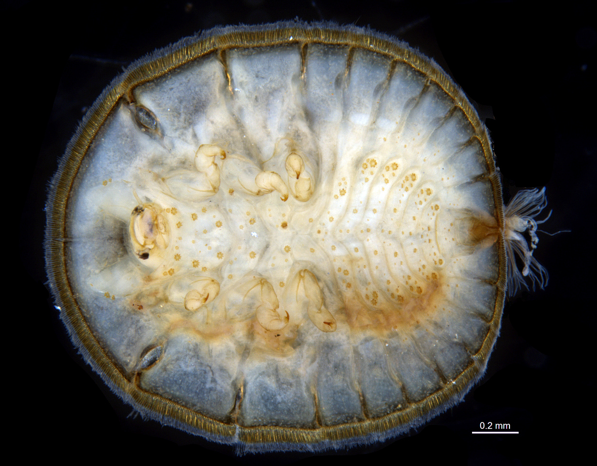 Ventral view