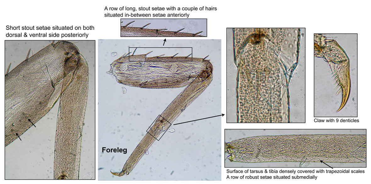 Foreleg