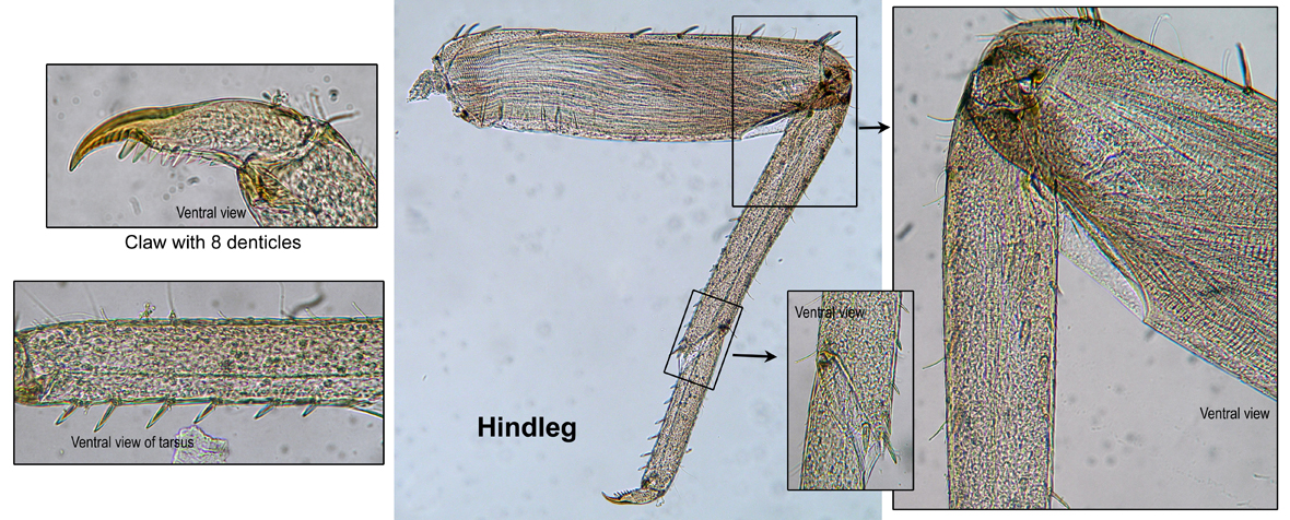 Hindleg