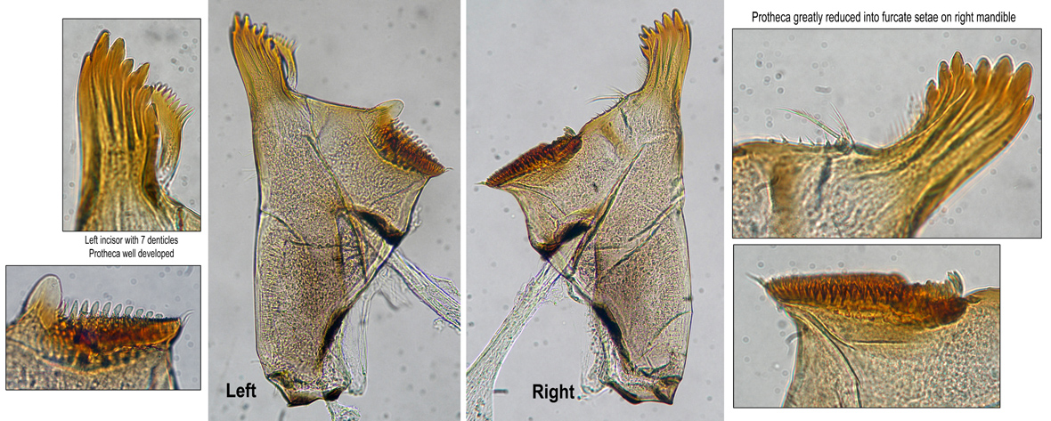 Mandibles