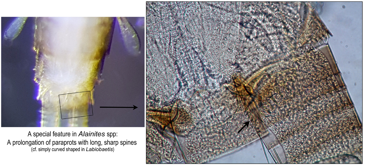 Paraprots