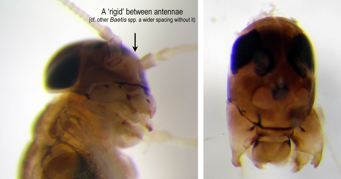 Head