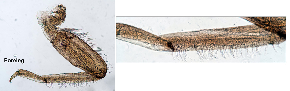 Foreleg