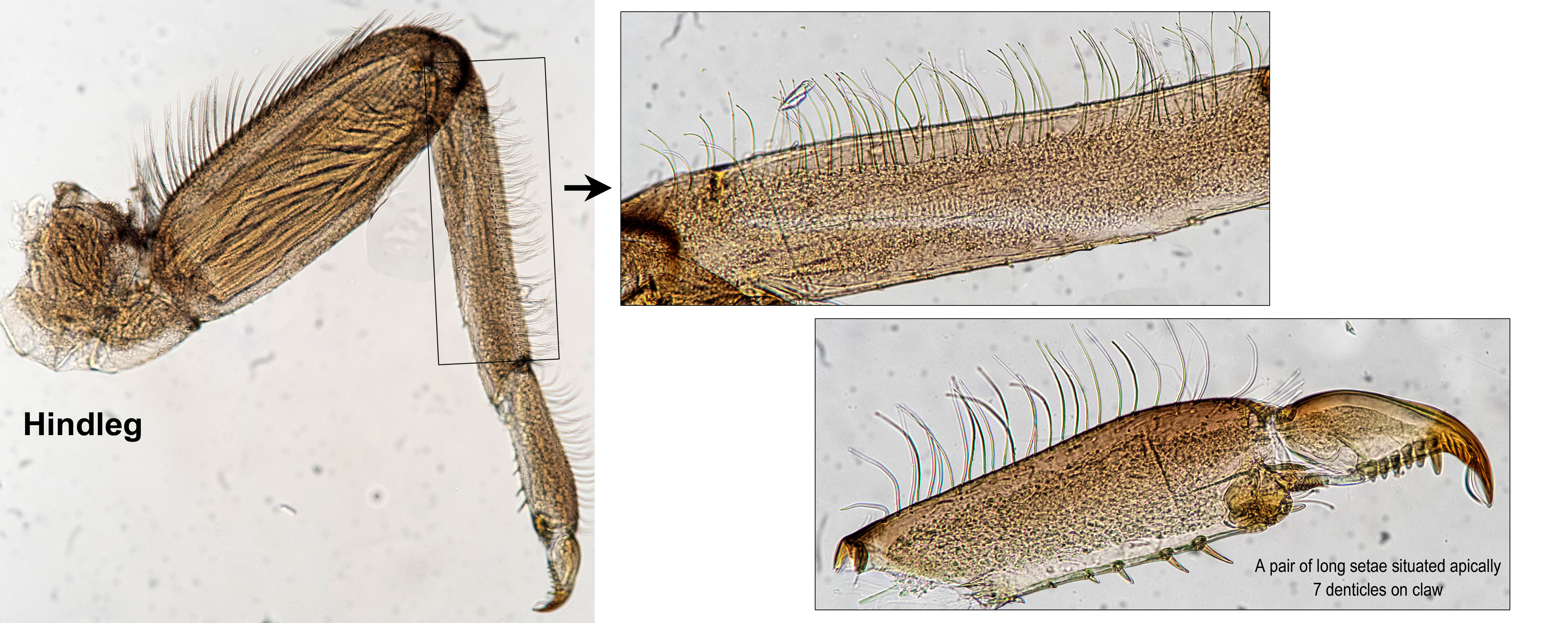 Hindleg