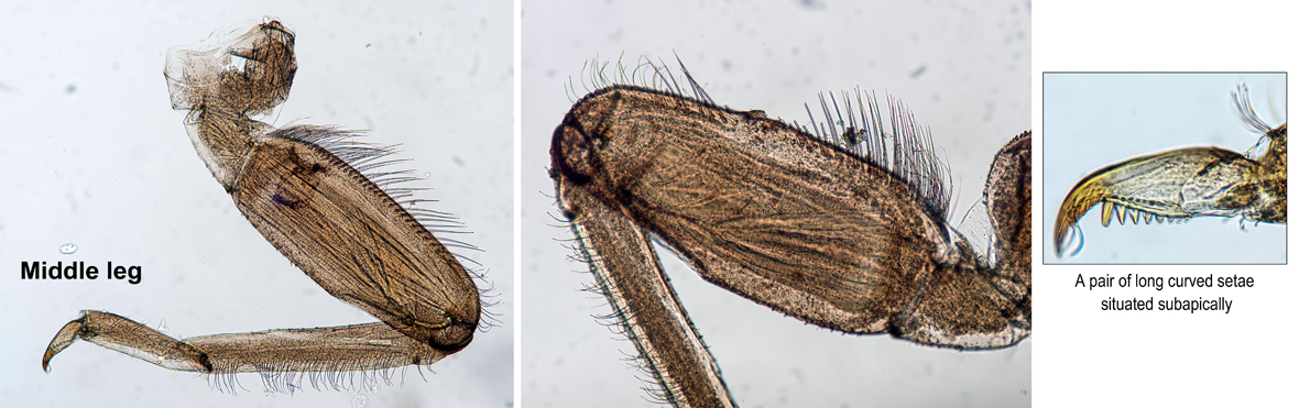 Midleg