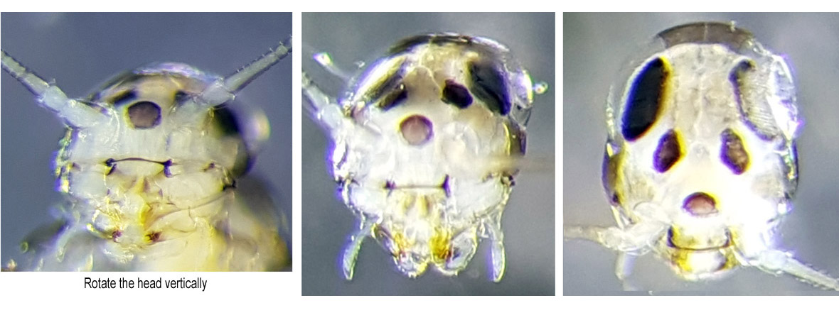 Head