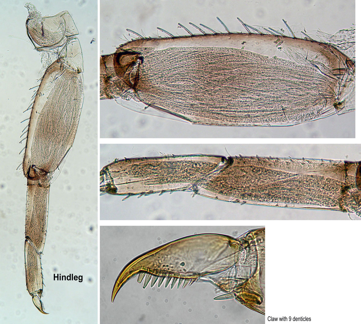 Hindleg