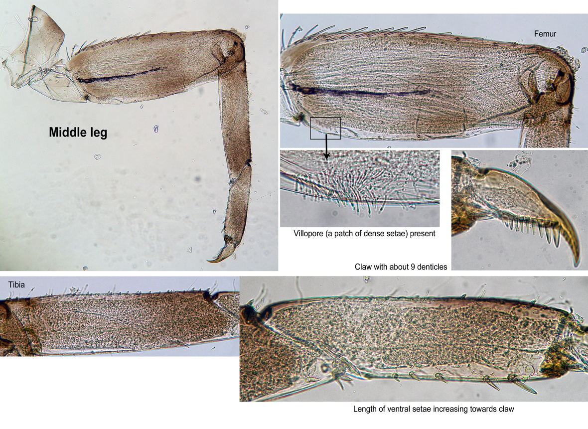 Midleg