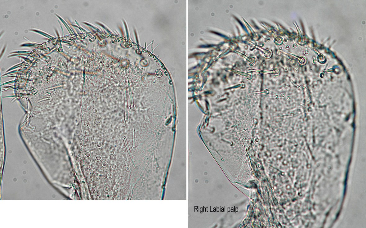 Right labial palp