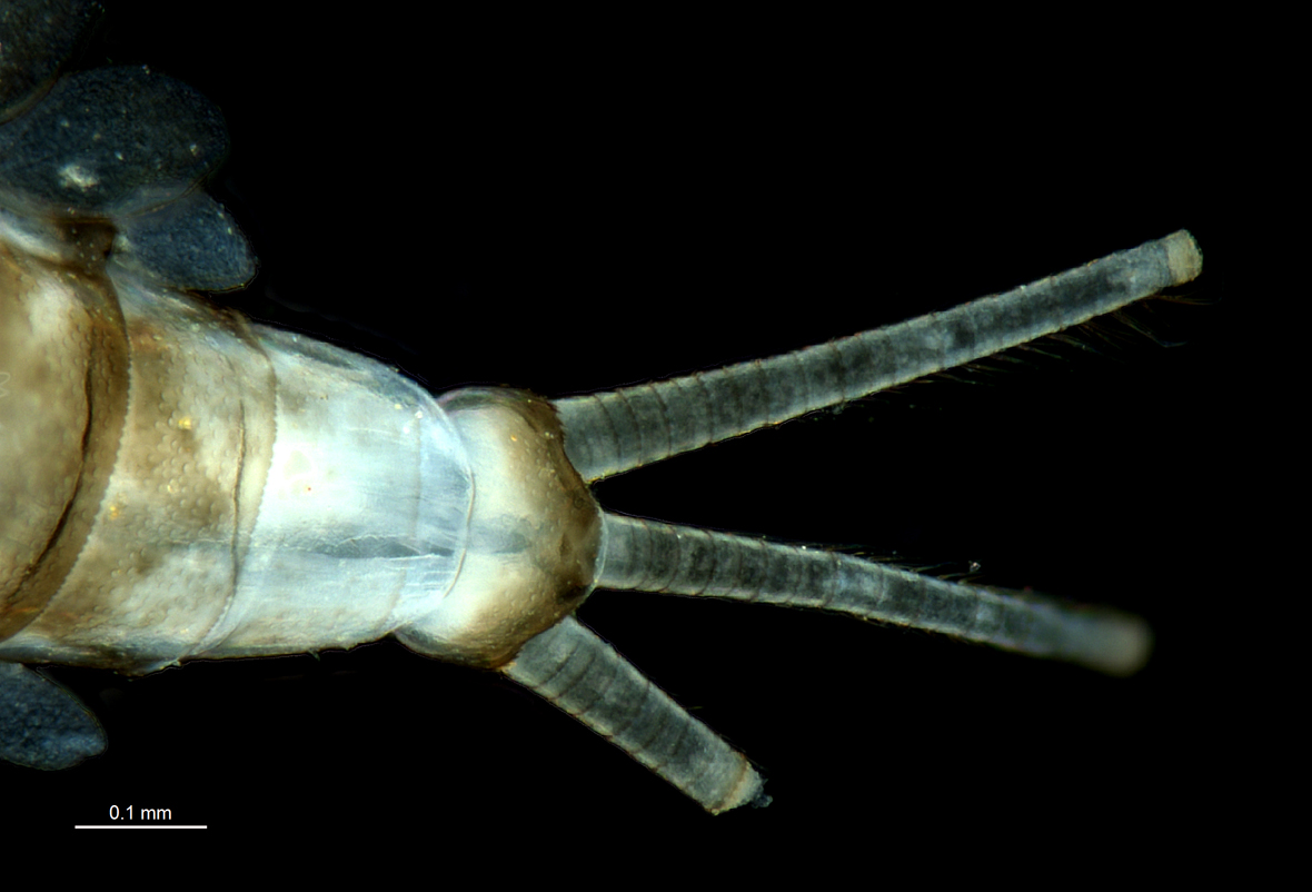 Cerci