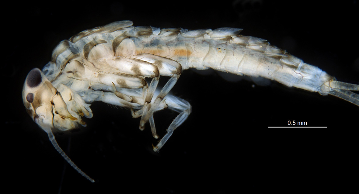 Lateral view