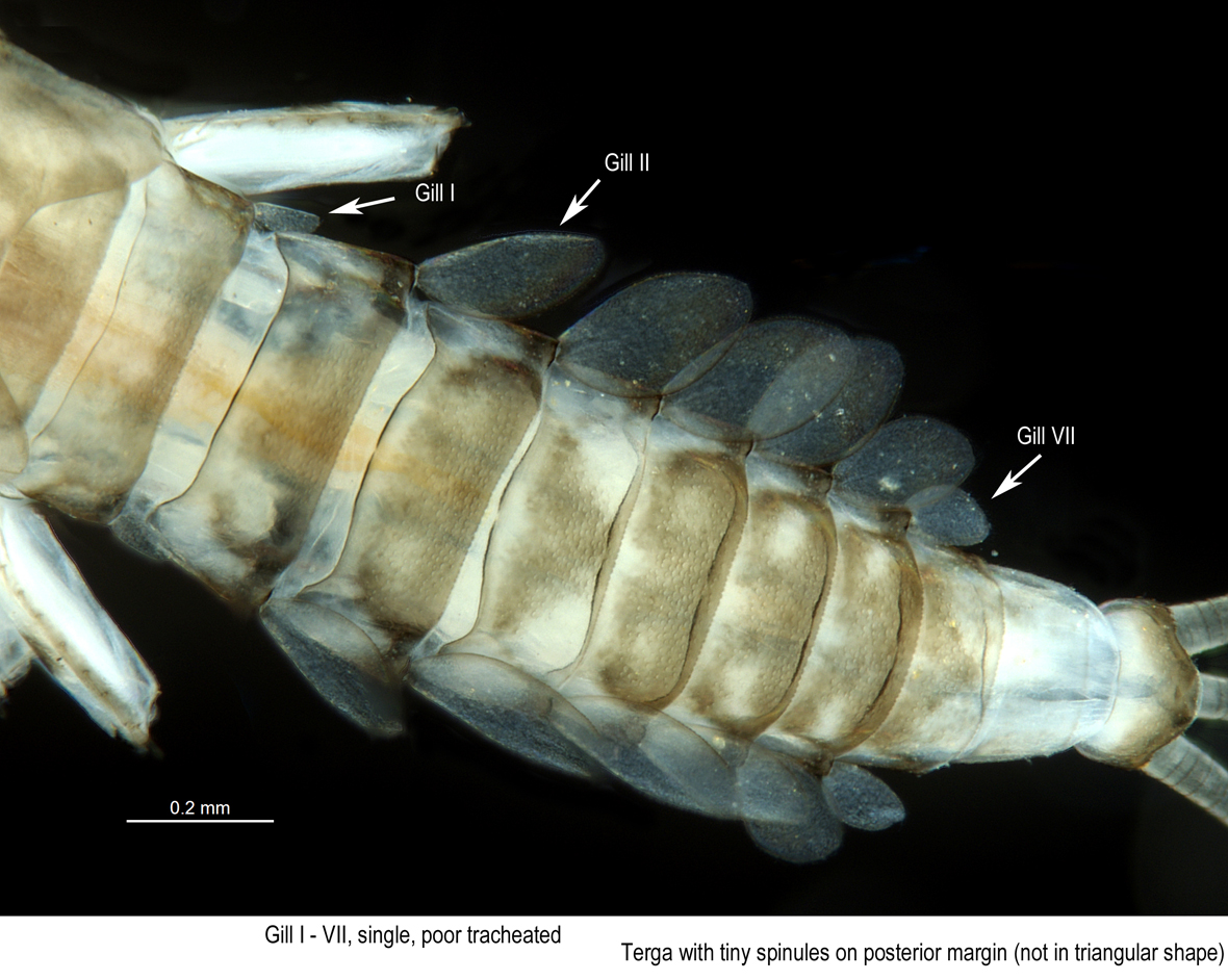 Gills