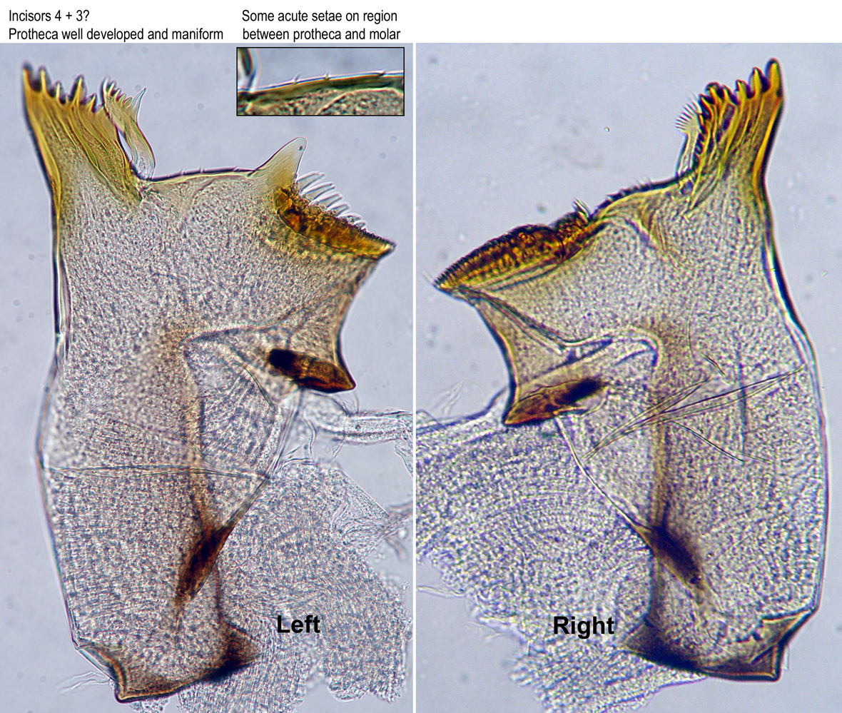 Mandibles