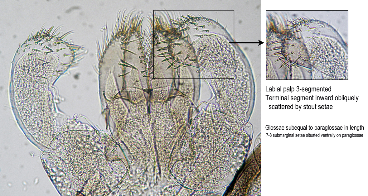 Labium
