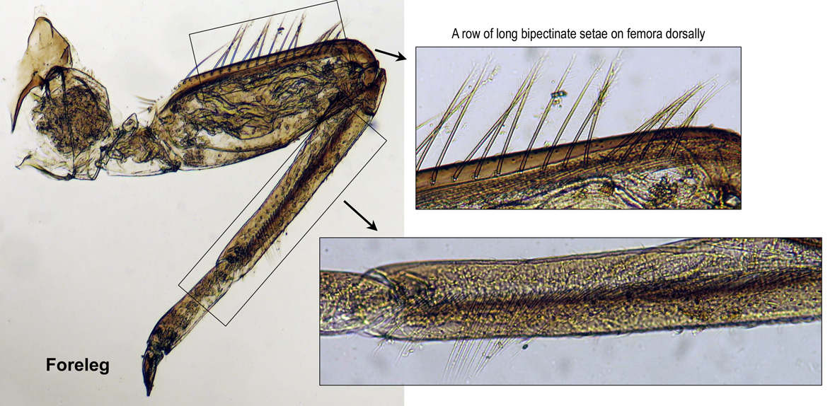 Foreleg