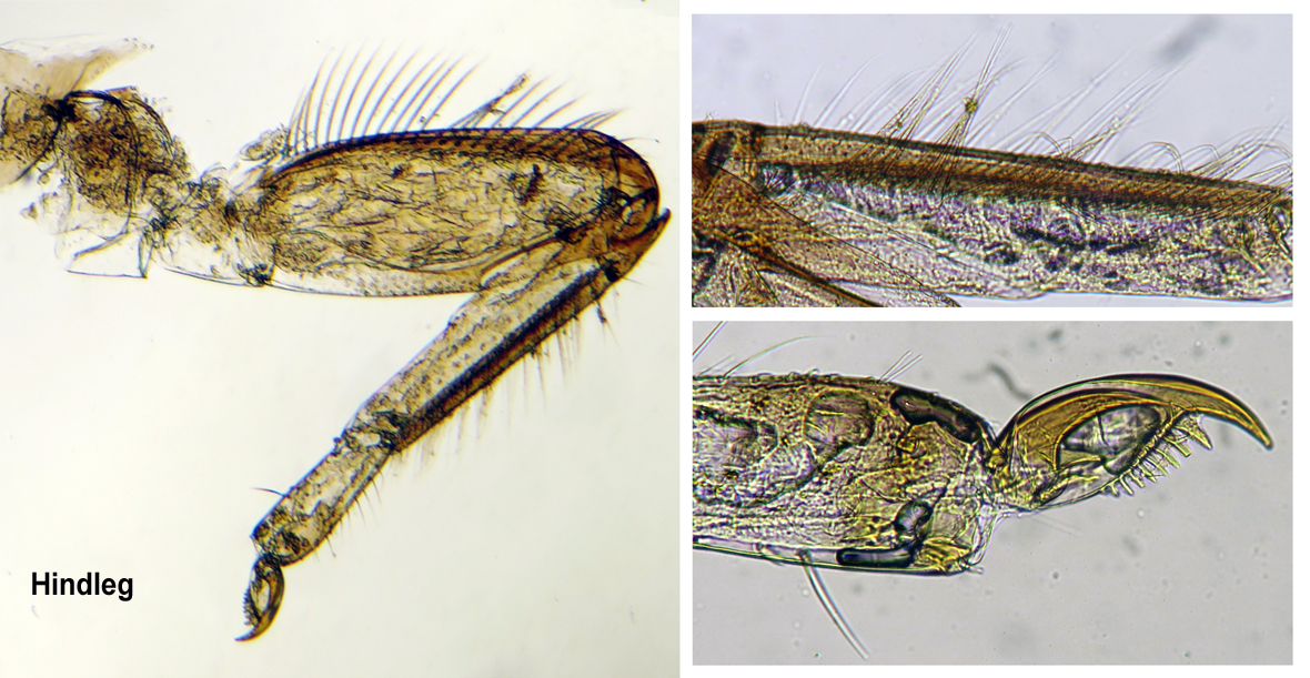 Hindleg