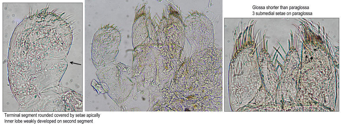 Labium
