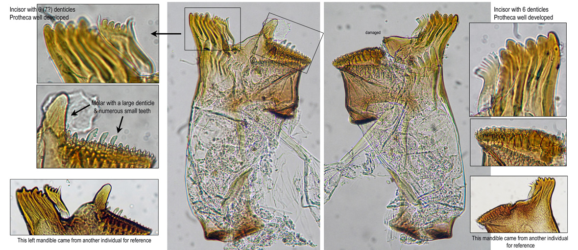 Mandibles