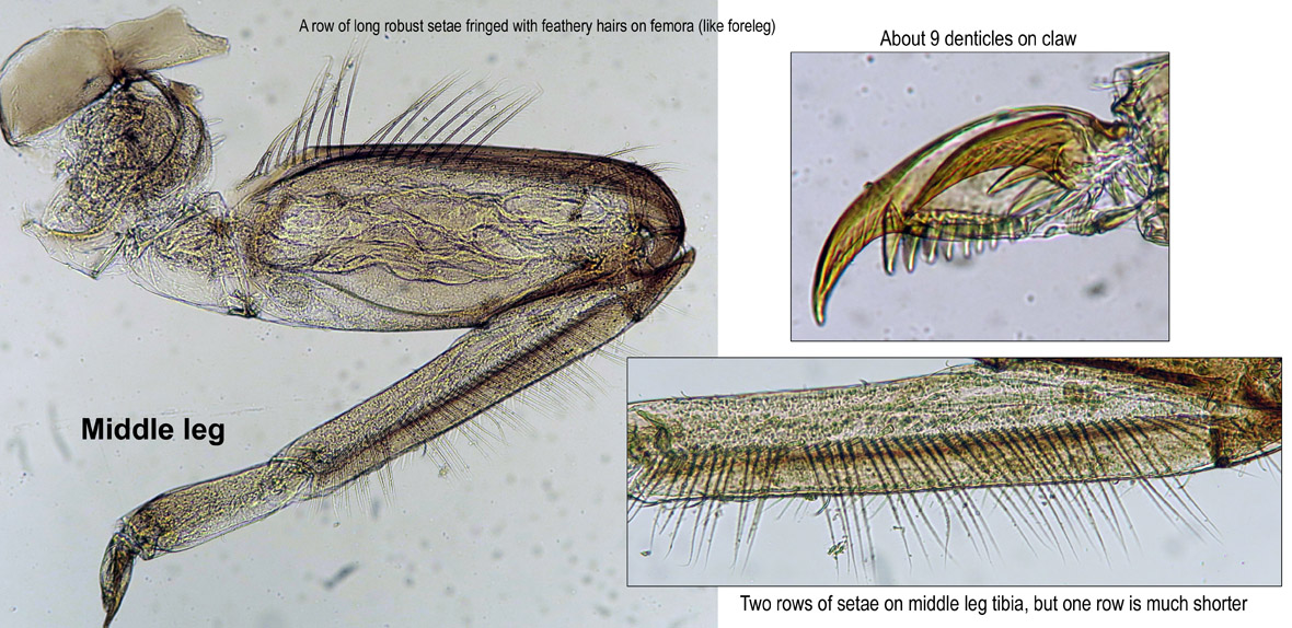 Midleg