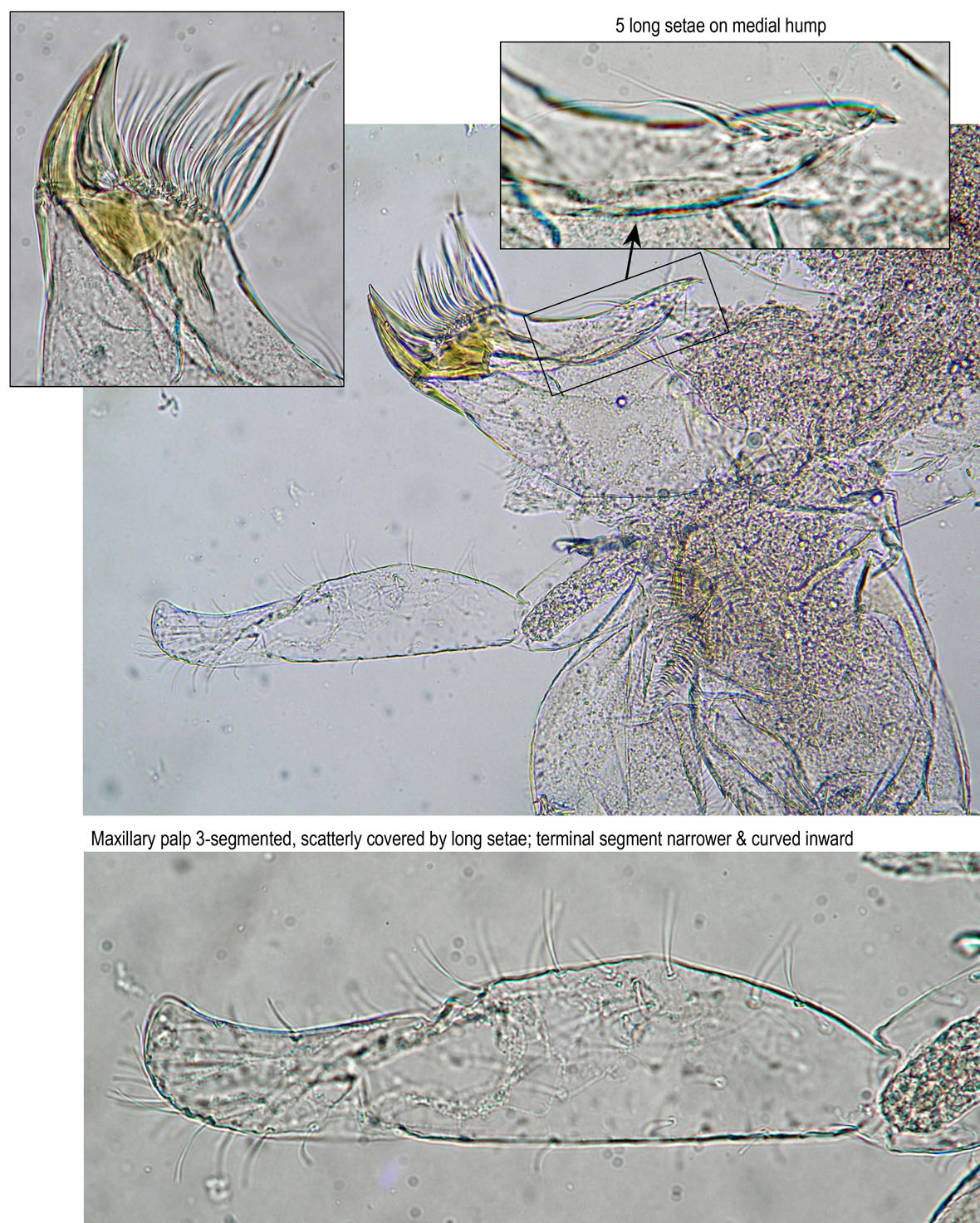 Maxillary palp