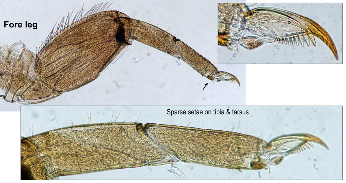 Foreleg